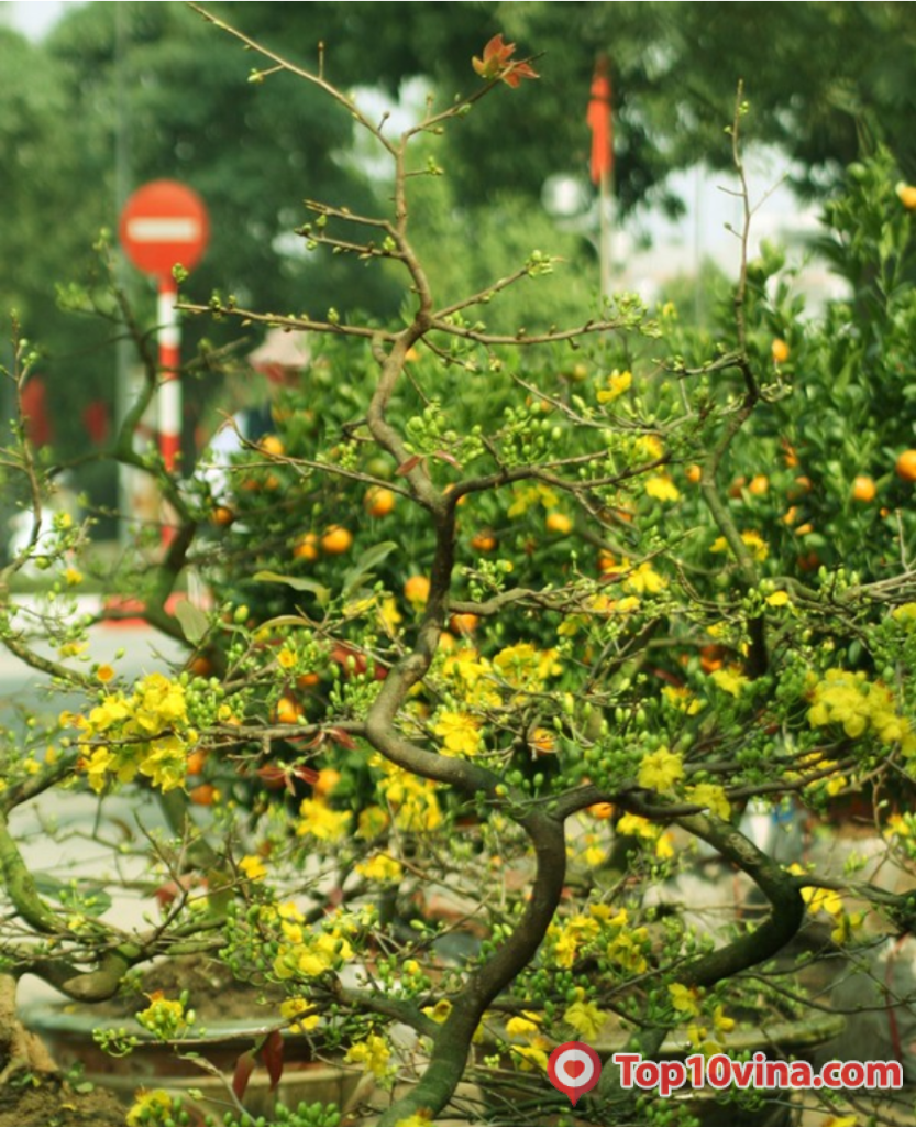 Top 5 Địa chỉ bán hoa Mai Tết đẹp, uy tín tại Đà Nẵng