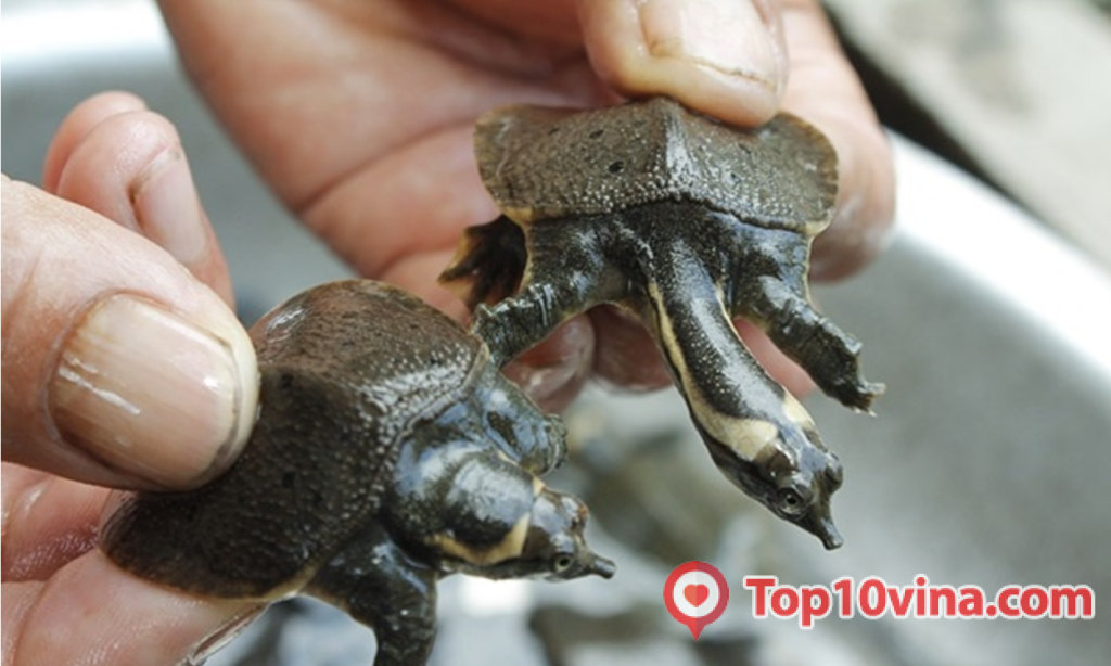 Top những trại bán Ba ba giống uy tín tại Việt Nam