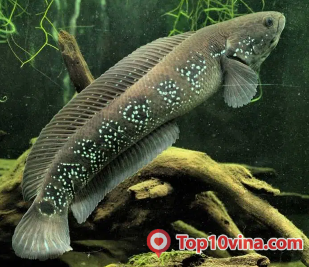 Top 10 trại bán cá Lóc giống uy tín tại Việt Nam