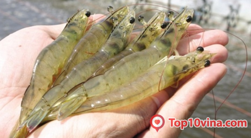 Top 10 trại bán Tôm giống uy tín tại Việt Nam