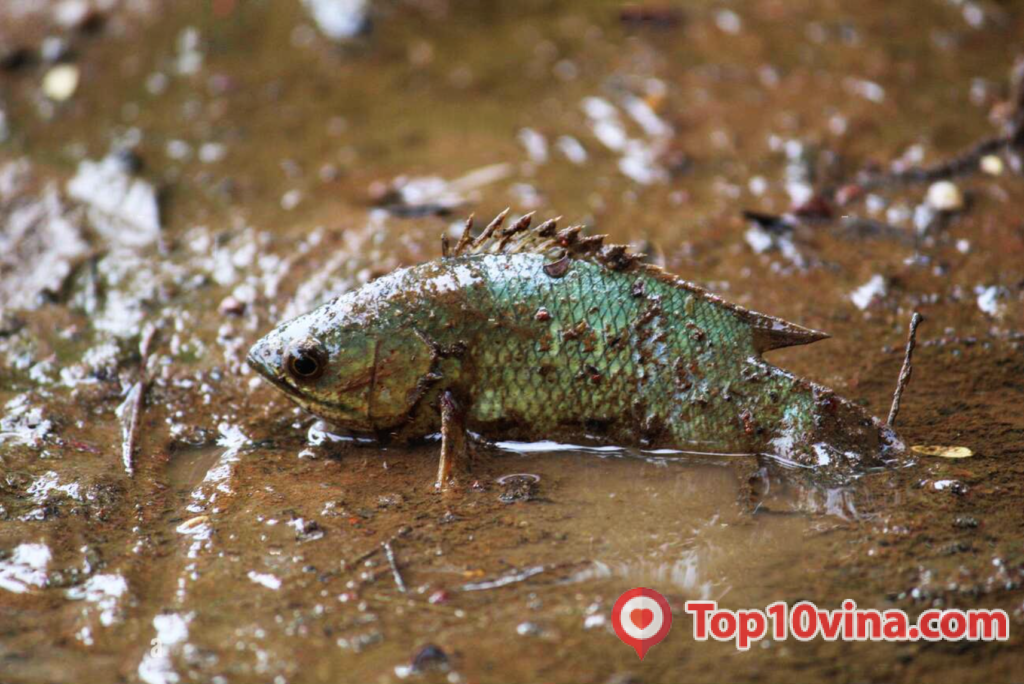 Top 10 trại bán cá rô giống uy tín tại Việt Nam